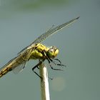 Großer Blaupfeil (Orthetrum cancellatum)