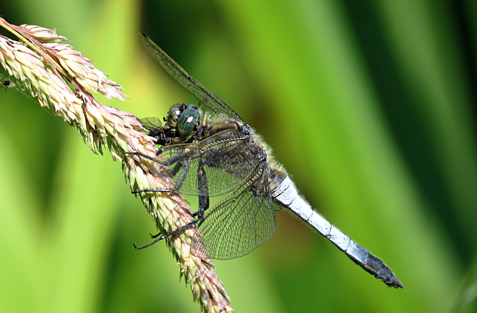 --- Großer Blaupfeil (Orthetrum cancellatum) ---