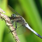 --- Großer Blaupfeil (Orthetrum cancellatum) ---