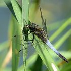 --- Großer Blaupfeil (Orthetrum cancellatum) ---