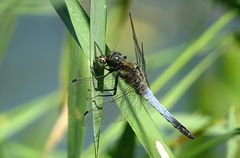 --- Großer Blaupfeil (Orthetrum cancellatum) ---