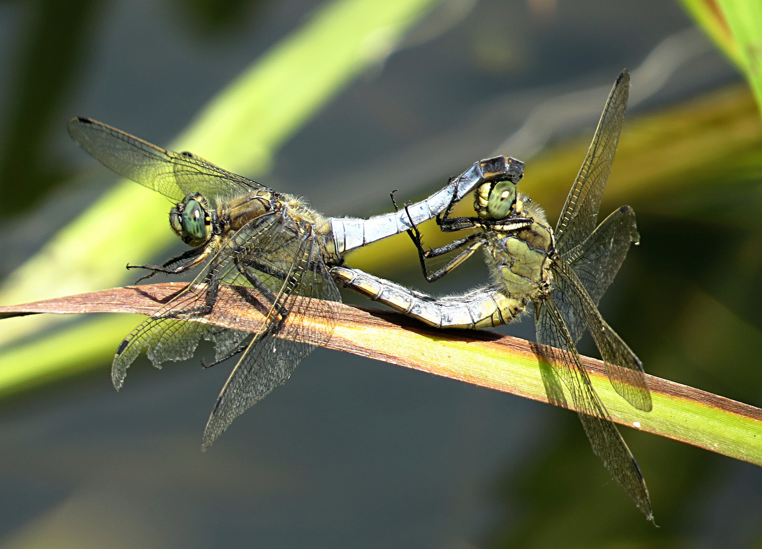 Großer Blaupfeil (Orthetrum cancellatum)