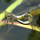 Großer Blaupfeil (Orthetrum cancellatum)