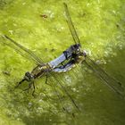 ... Großer Blaupfeil (Orthetrum cancellatum) ... 