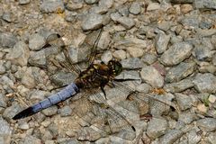 Großer Blaupfeil (Orthetrum cancellatum)