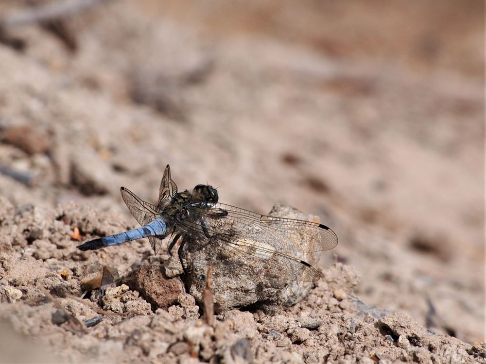 Großer Blaupfeil (Orthetrum cancellatum)