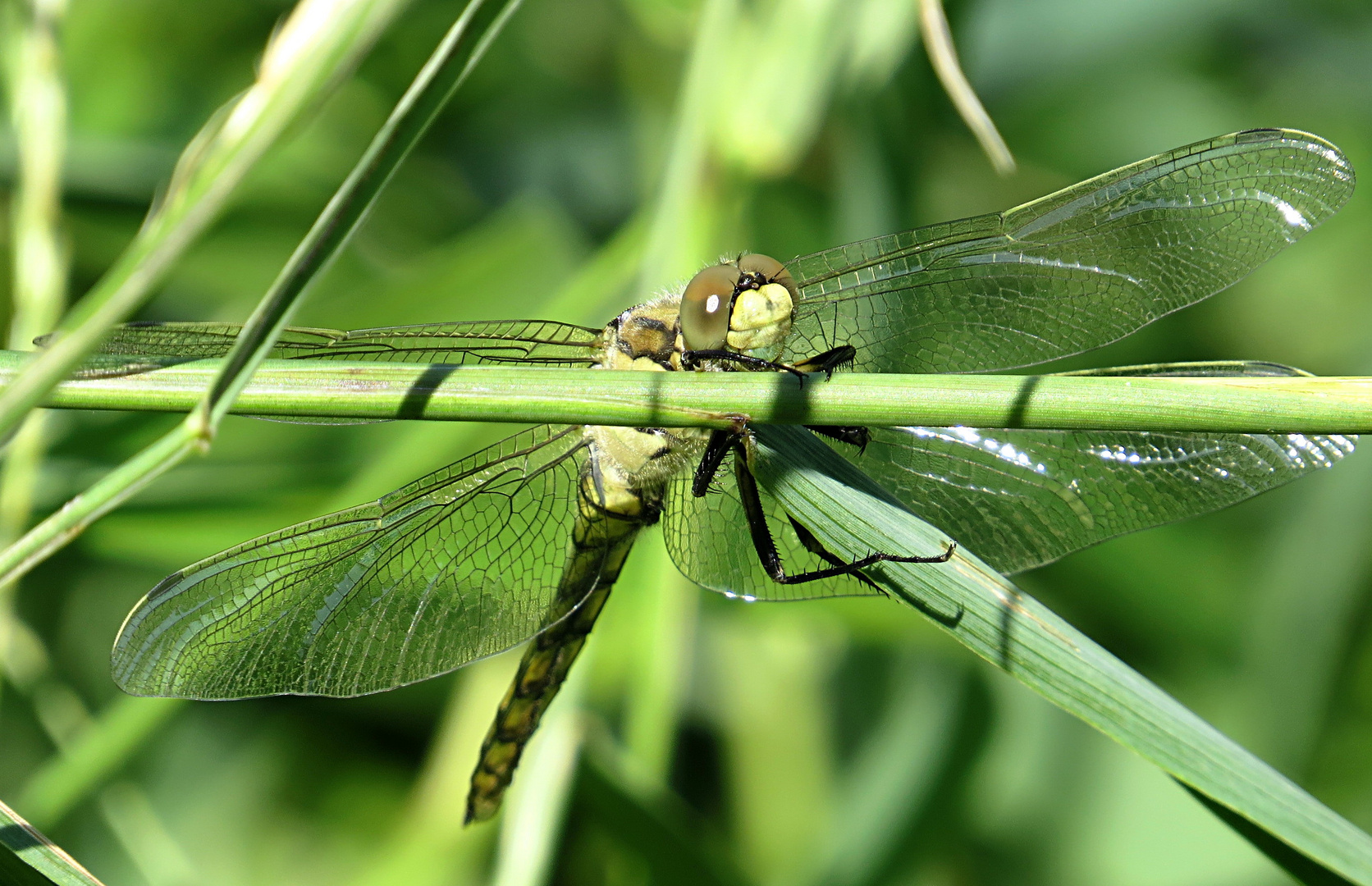 --- Großer Blaupfeil (Orthetrum cancellatum) ---