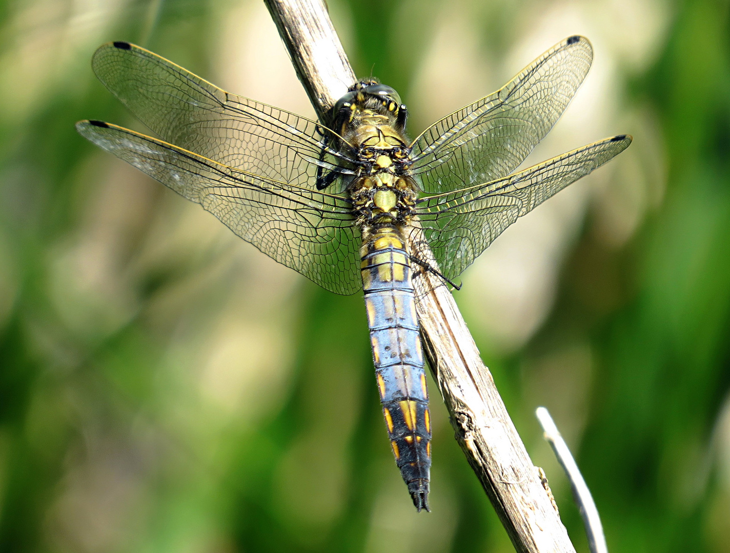 --- Großer Blaupfeil (Orthetrum cancellatum) ---