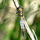 --- Großer Blaupfeil (Orthetrum cancellatum) ---