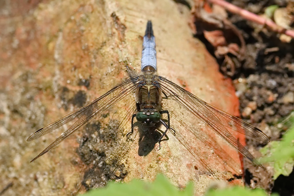 Großer Blaupfeil (Orthetrum cancellatum)