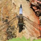 Großer Blaupfeil (Orthetrum cancellatum)