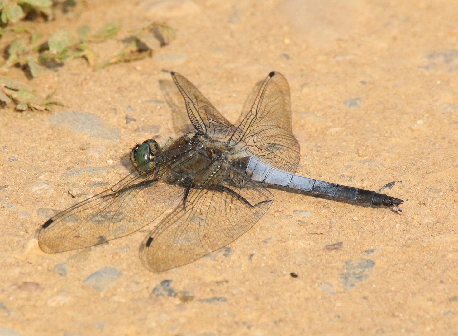 Großer Blaupfeil (Orthetrum cancellatum)