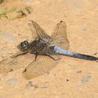 Großer Blaupfeil (Orthetrum cancellatum)