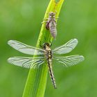 Großer Blaupfeil  (Orthetrum cancellatum)