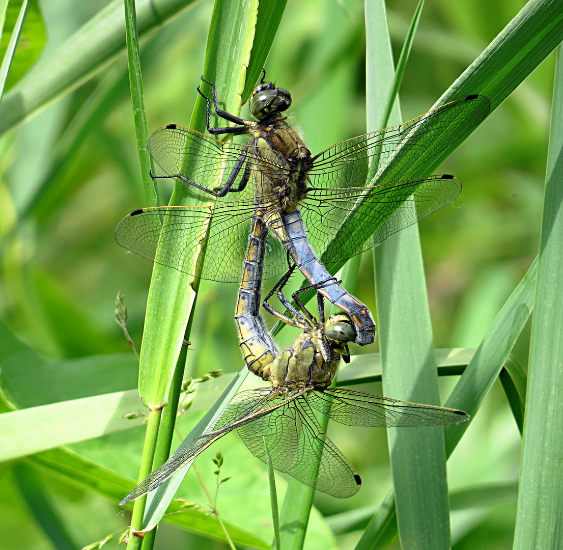 --- Großer Blaupfeil (Orthetrum cancellatum) ---