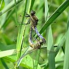 --- Großer Blaupfeil (Orthetrum cancellatum) ---