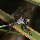 Großer Blaupfeil (Orthetrum cancellatum)