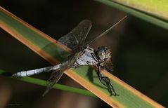 Großer Blaupfeil (Orthetrum cancellatum)