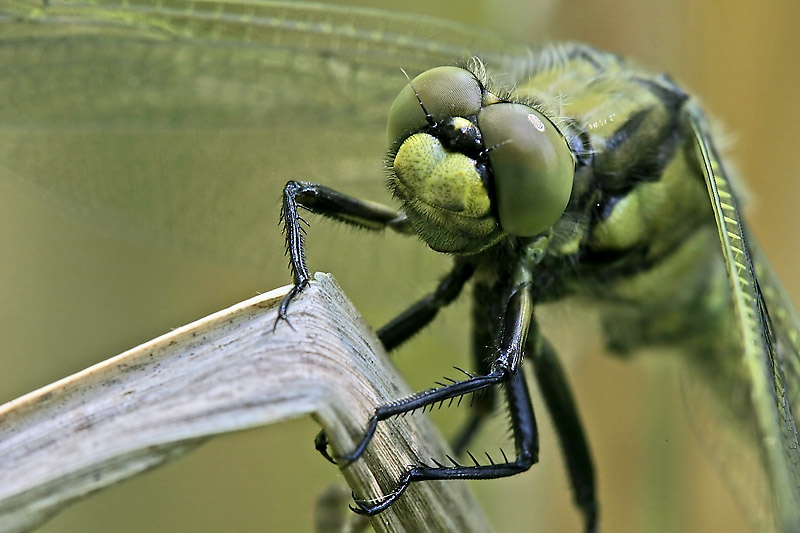 Großer Blaupfeil (Orthetrum cancellatum)