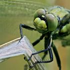 Großer Blaupfeil (Orthetrum cancellatum)