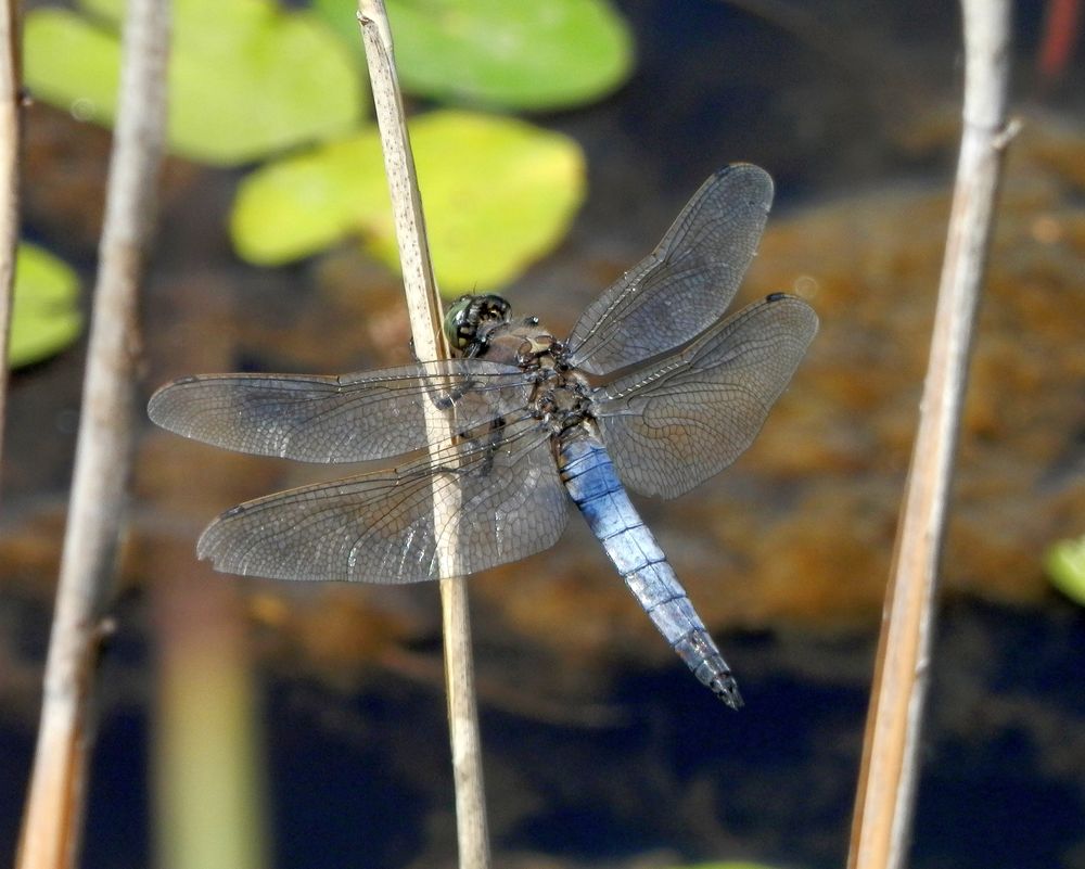 Großer Blaupfeil (Orthetrum cancellatum) - altes Männchen