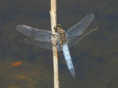 Großer Blaupfeil (Orthetrum cancellatum) - altes Männchen