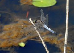 Großer Blaupfeil (Orthetrum cancellatum) - altes Männchen