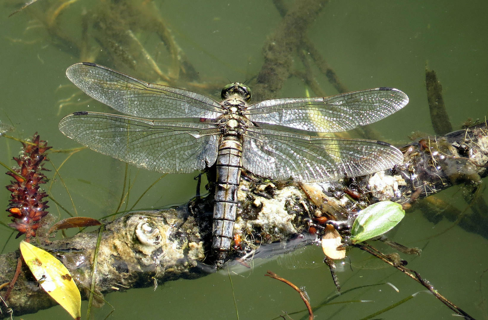 Großer Blaupfeil (Orthetrum cancellatum), altes Weibchen bei der Eiablage