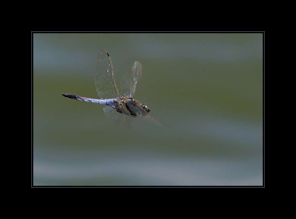 - Großer Blaupfeil (Orthetrum cancellatum) -