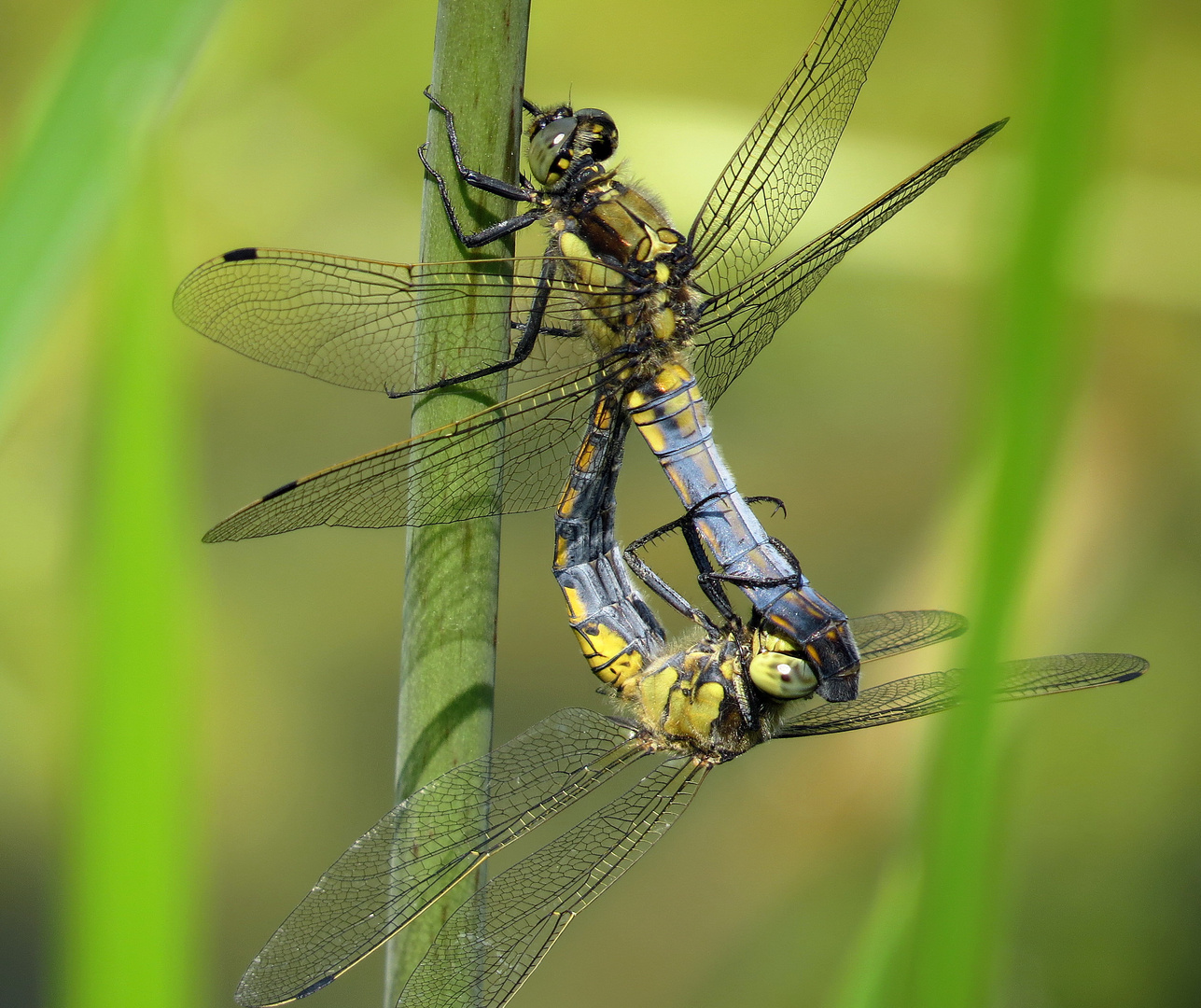 ... Großer Blaupfeil (Orthetrum cancellatum) ...