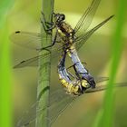 ... Großer Blaupfeil (Orthetrum cancellatum) ...