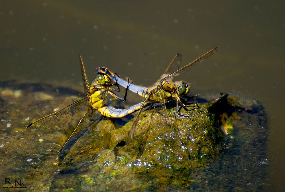 Großer Blaupfeil - Orthetrum cancellatum 