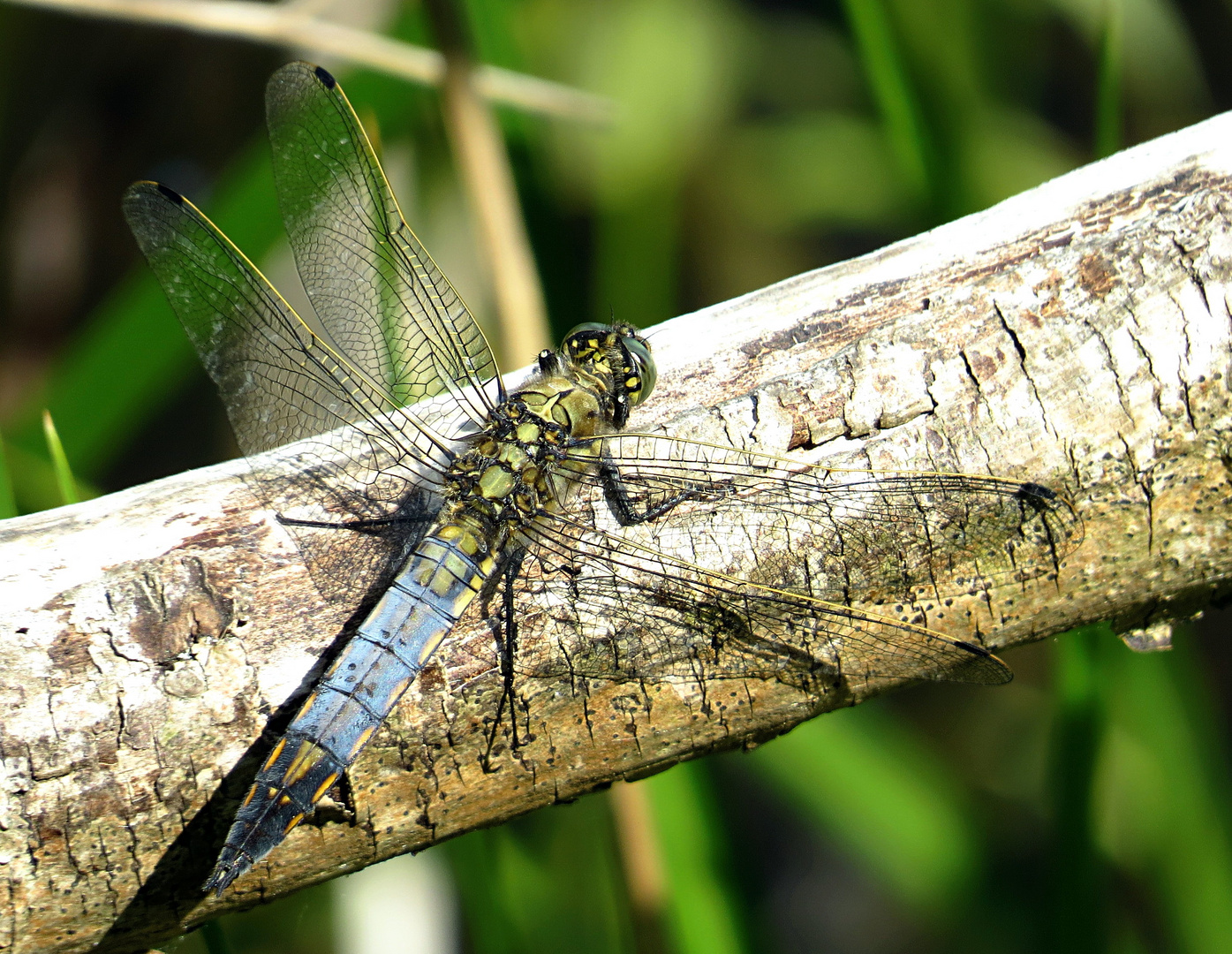 --- Großer Blaupfeil (Orthetrum cancellatum) ---