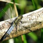 --- Großer Blaupfeil (Orthetrum cancellatum) ---