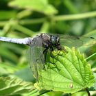 --- Großer Blaupfeil (Orthetrum cancellatum) ---