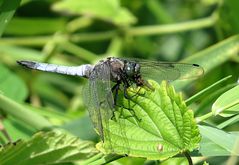 --- Großer Blaupfeil (Orthetrum cancellatum) ---