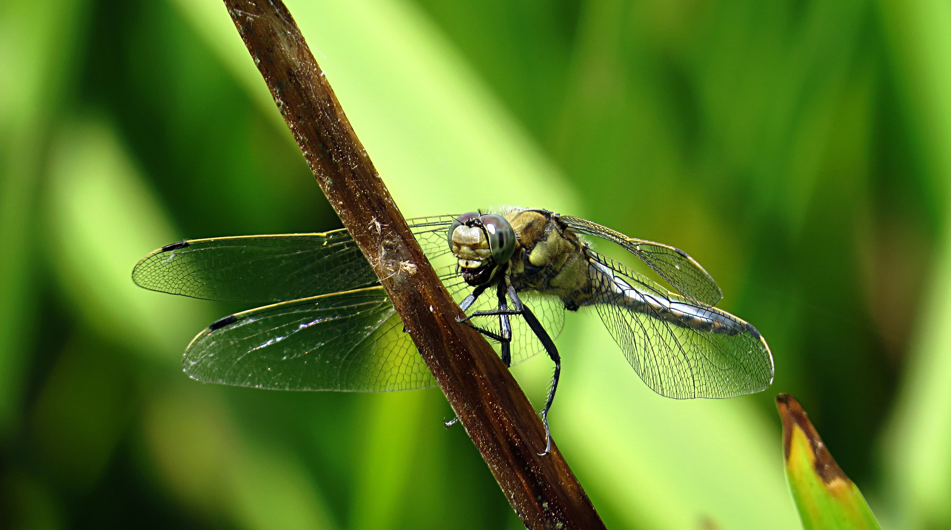 --- Großer Blaupfeil (Orthetrum cancellatum) ---