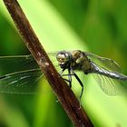 --- Großer Blaupfeil (Orthetrum cancellatum) ---