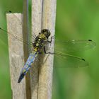 Grosser Blaupfeil (Orthetrum cancellatum)