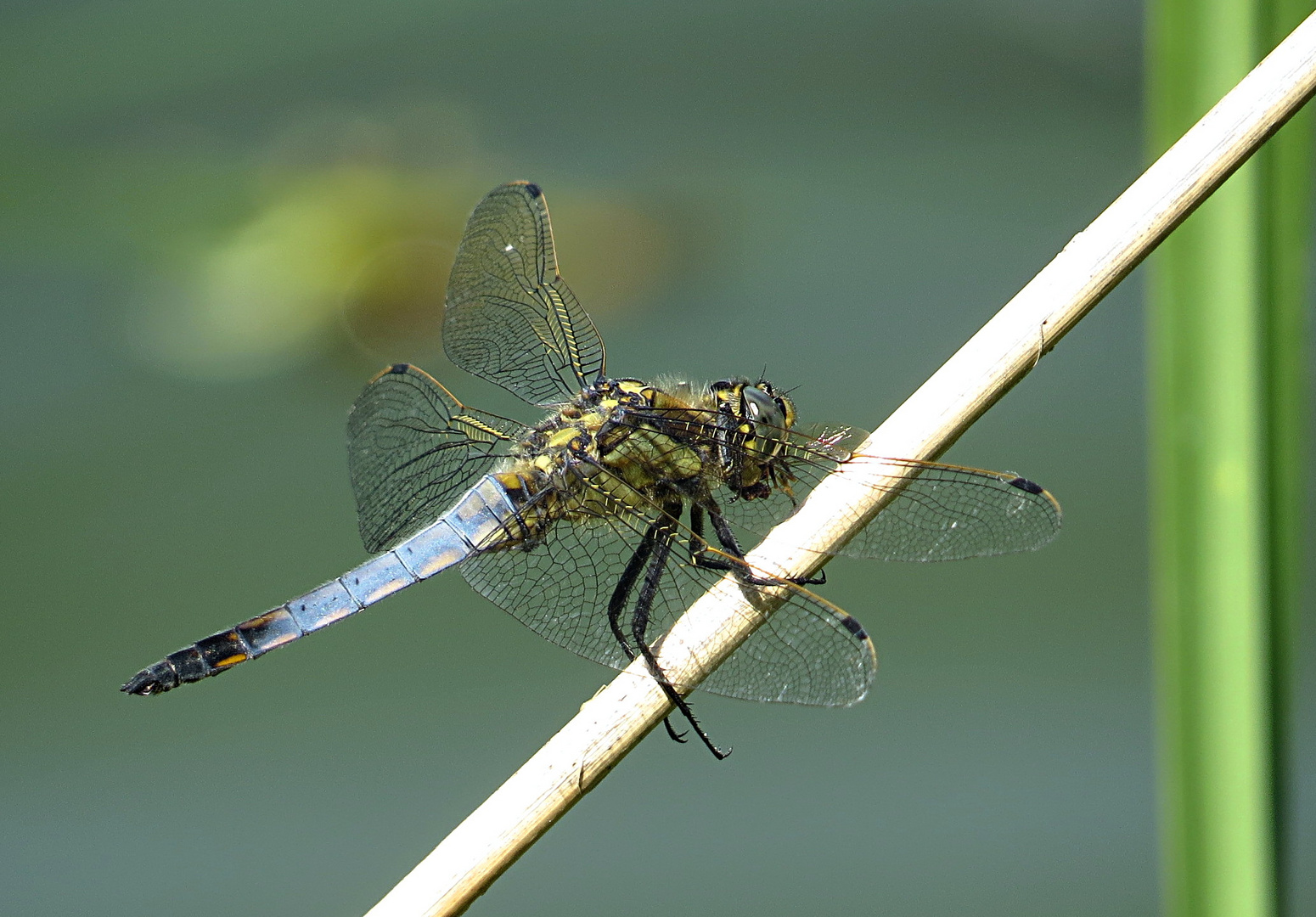 --- Großer Blaupfeil (Orthetrum cancellatum) ---