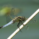 --- Großer Blaupfeil (Orthetrum cancellatum) ---