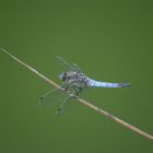 Großer Blaupfeil (Orthetrum cancellatum), black tailed skimmer