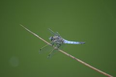 Großer Blaupfeil (Orthetrum cancellatum), black tailed skimmer