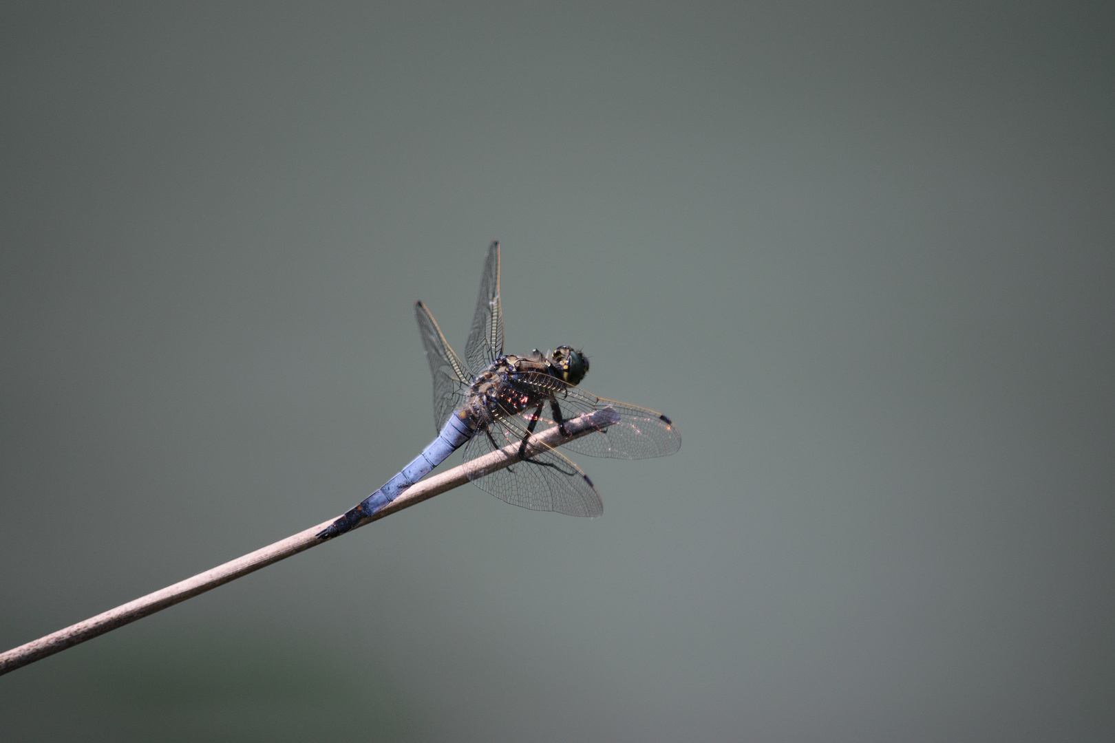 Großer Blaupfeil (Orthetrum cancellatum, (black tailed skimmer)