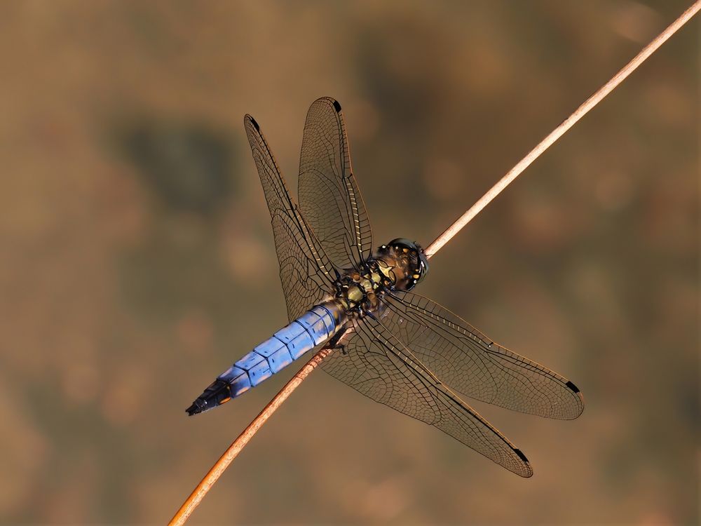 Großer Blaupfeil (Orthetrum cancellatum)