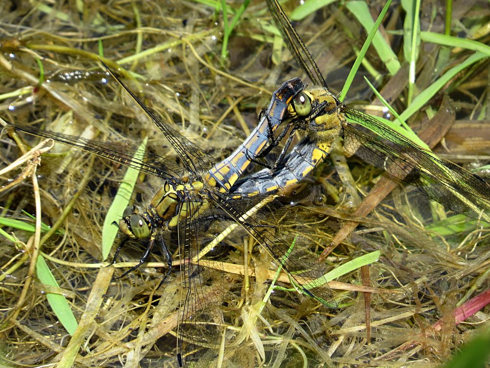 --- Großer Blaupfeil (Orthetrum cancellatum) ---