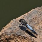 Großer Blaupfeil (Orthetrum cancellatum)