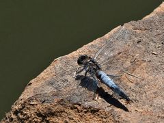 Großer Blaupfeil (Orthetrum cancellatum)