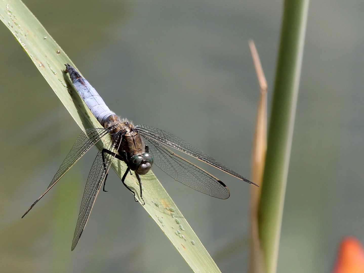 Großer Blaupfeil (Orthetrum cancellatum)