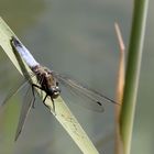 Großer Blaupfeil (Orthetrum cancellatum)